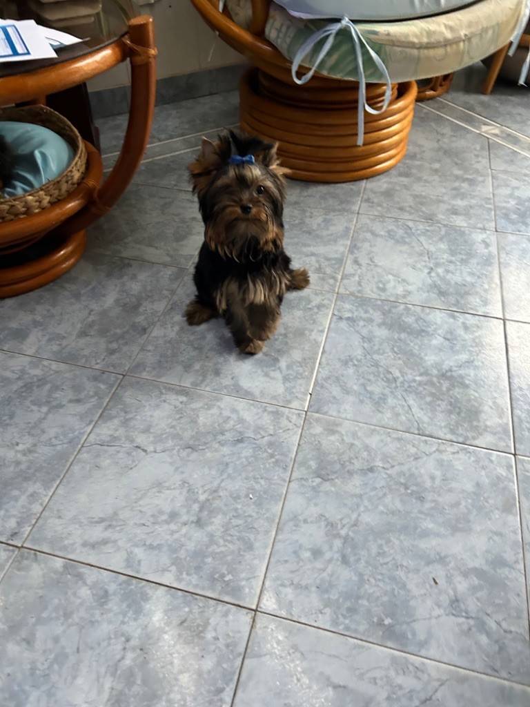 Du Clos Des Petites Etoiles - Chiot disponible  - Yorkshire Terrier