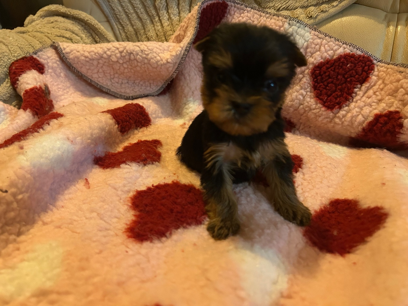 Du Clos Des Petites Etoiles - Chiots disponibles - Yorkshire Terrier
