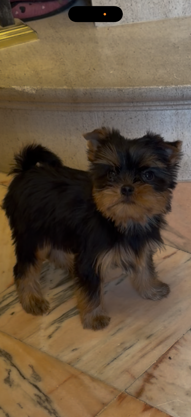 Du Clos Des Petites Etoiles - Chiots disponibles - Yorkshire Terrier