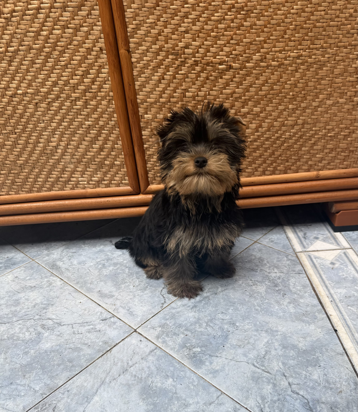 Du Clos Des Petites Etoiles - Chiots disponibles - Yorkshire Terrier