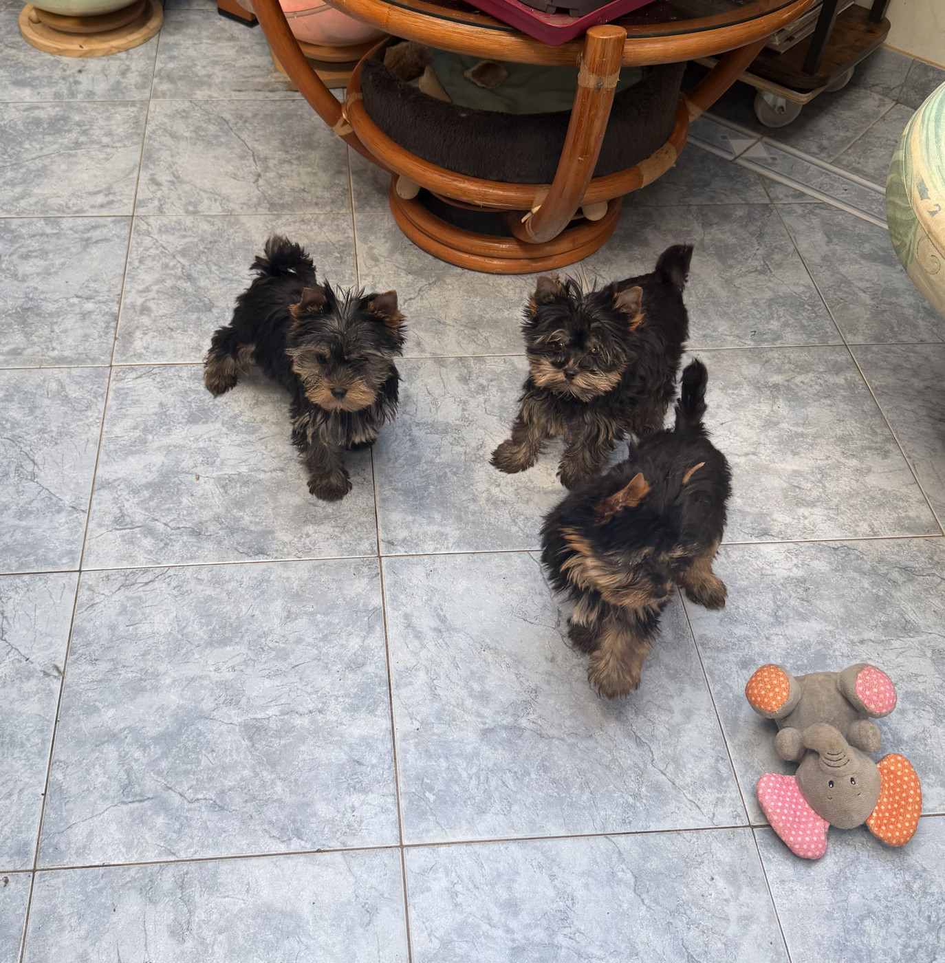 Du Clos Des Petites Etoiles - Chiots disponibles - Yorkshire Terrier
