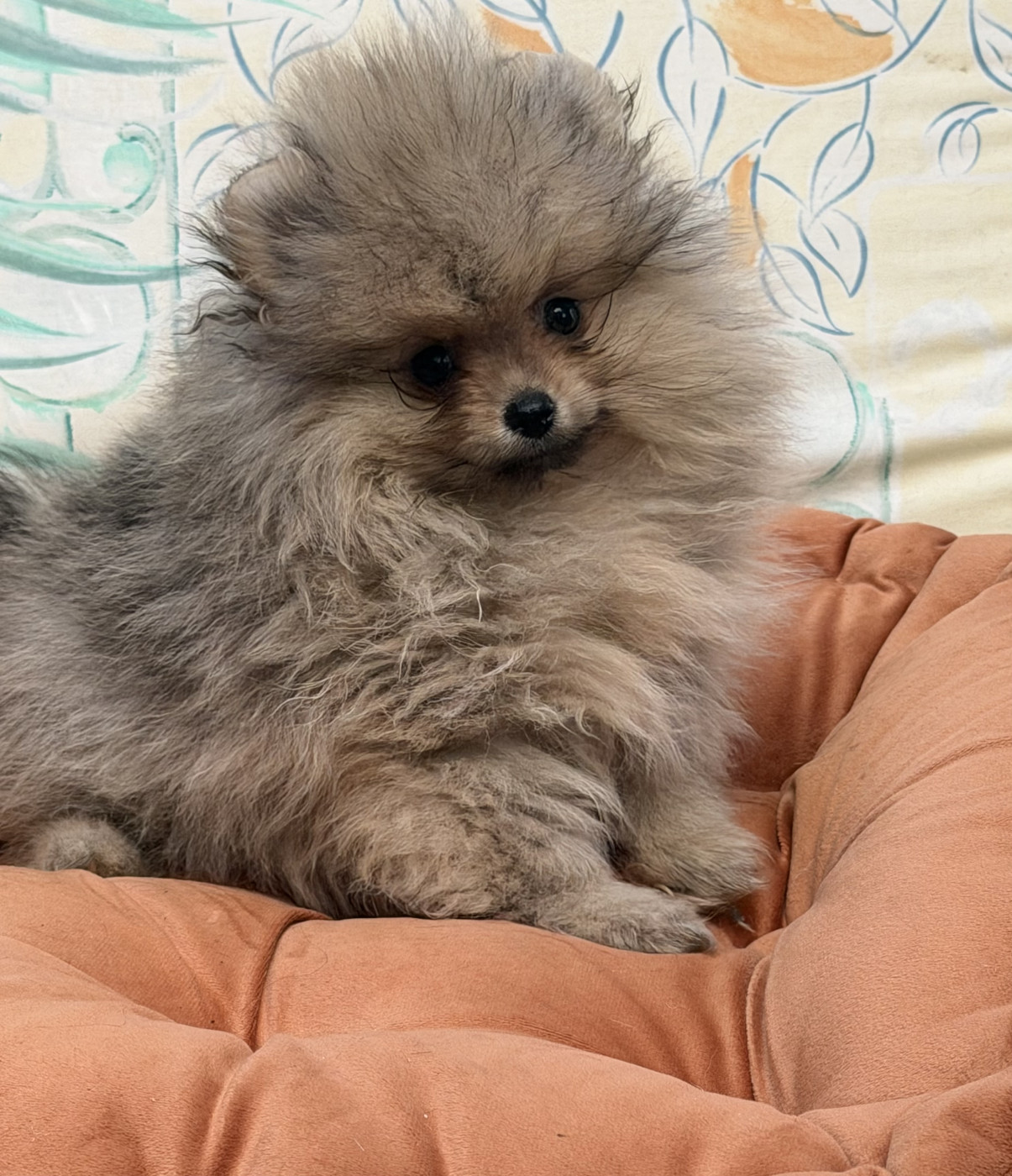 Du Clos Des Petites Etoiles - Chiots disponibles - Spitz allemand