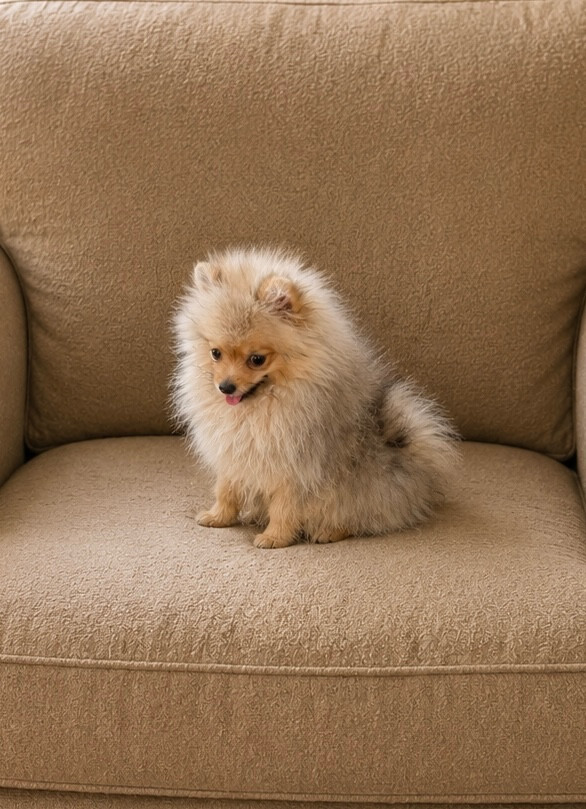 Du Clos Des Petites Etoiles - Chiots disponibles - Spitz allemand