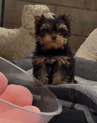 Bella