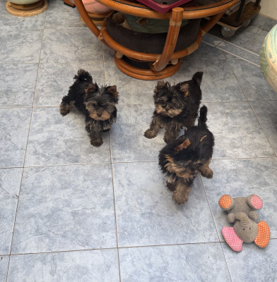 Chiot N°1