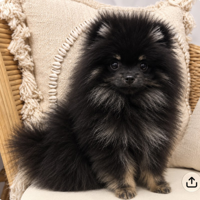 Benito