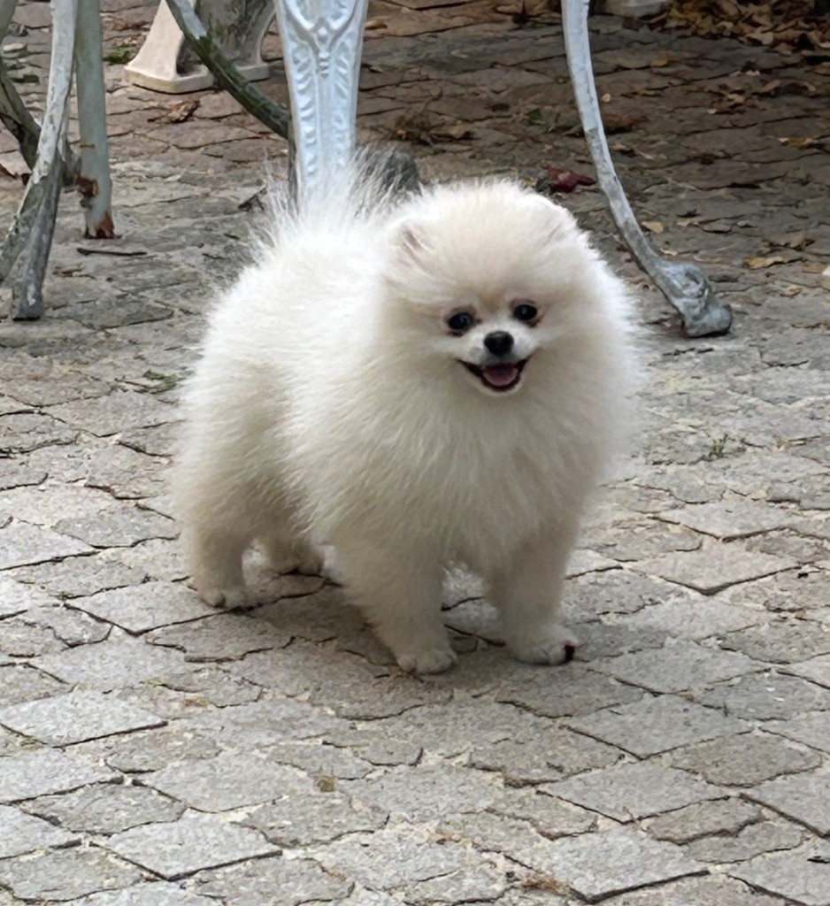 Du Clos Des Petites Etoiles - Chiots disponibles - Spitz allemand